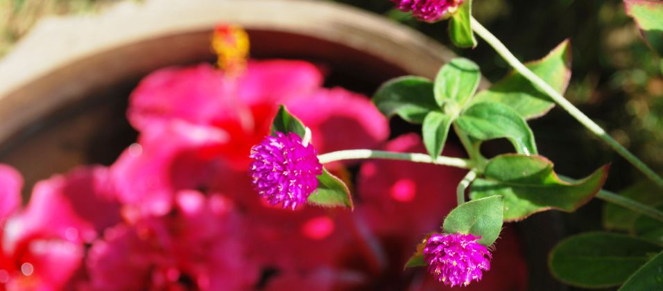 blommor Indien