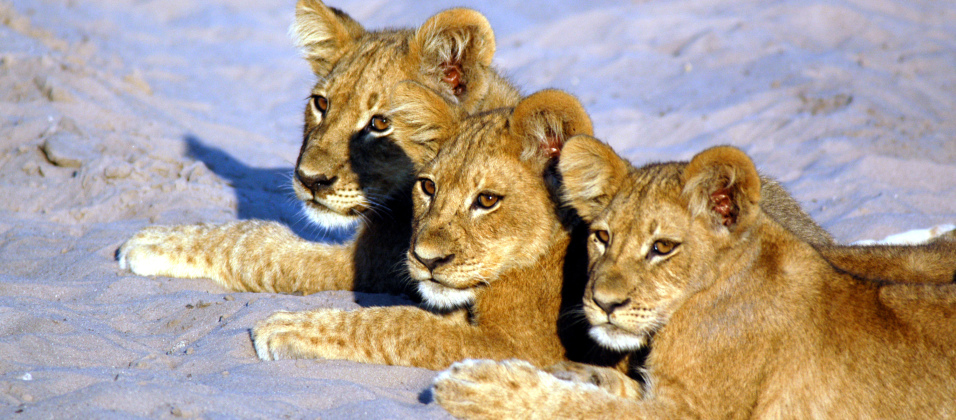 sunway_botswana_savuti_lion_cubs_frank_pohl_20111025_1280070279