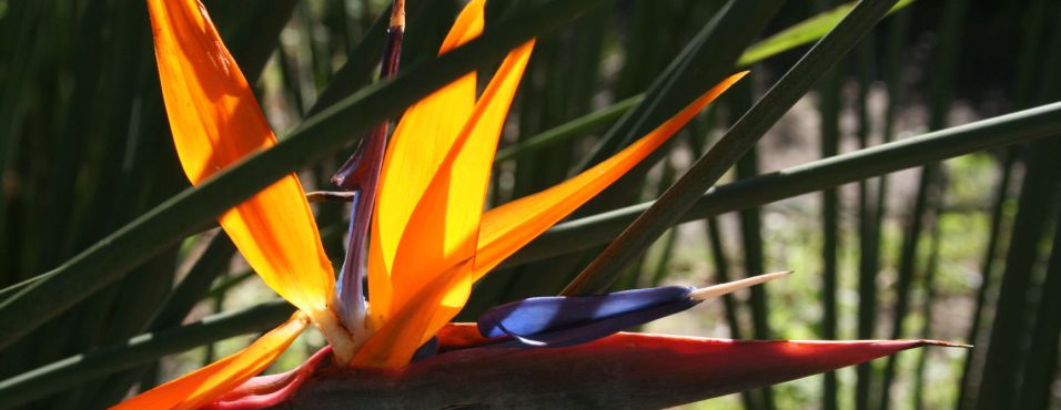 papegojblomma