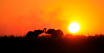 sunway_botswana_chobe_elephants_sunset_henry_bell_20111020_1900625663