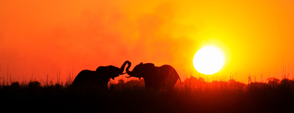 sunway_botswana_chobe_elephants_sunset_henry_bell_20111020_1900625663