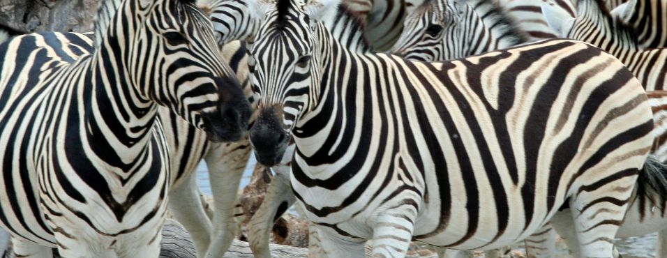 sunway_namibia_etosha_zebra_faces_gary_bowkett_20111025_1101254586