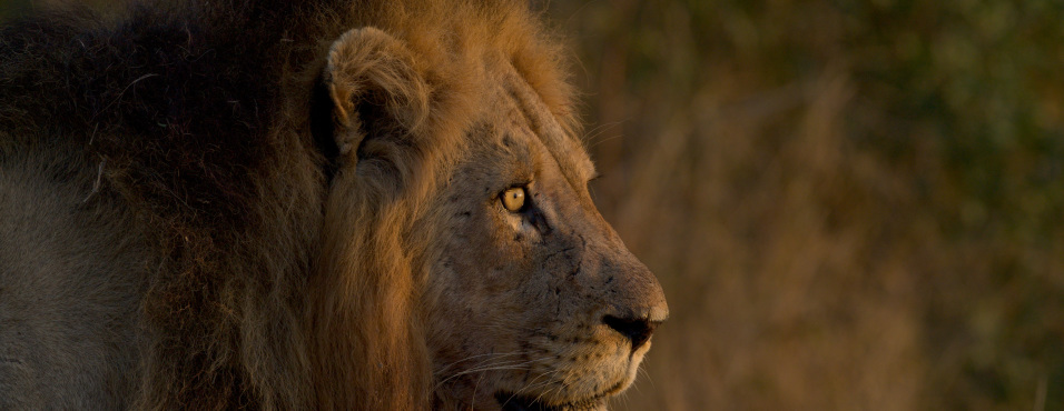 sunway_south_africa_kruger_lion_rob_lewis_20111024_1135279669