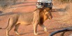sunway_zambia_south_luangwa_lion_male_gary_rose_20111026_1999736124