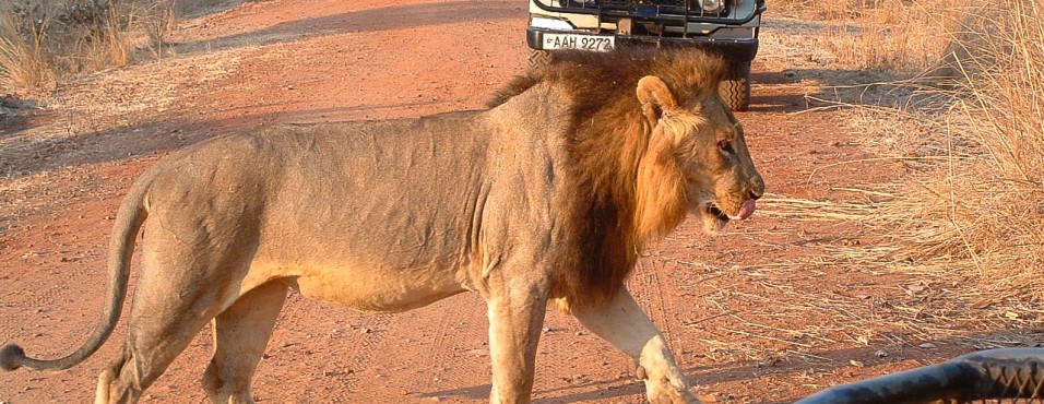 sunway_zambia_south_luangwa_lion_male_gary_rose_20111026_1999736124